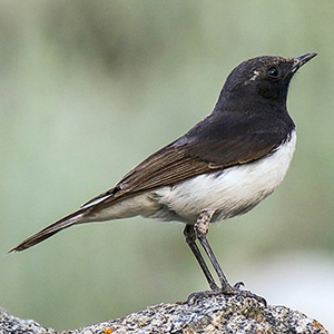 Variable Wheatear